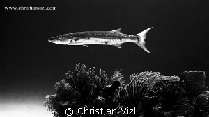 Great Barracuda hovering above a coral formation at Akuma... by Christian Vizl 